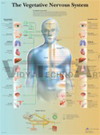 The vegetative Nervous system - Anatomical Chart